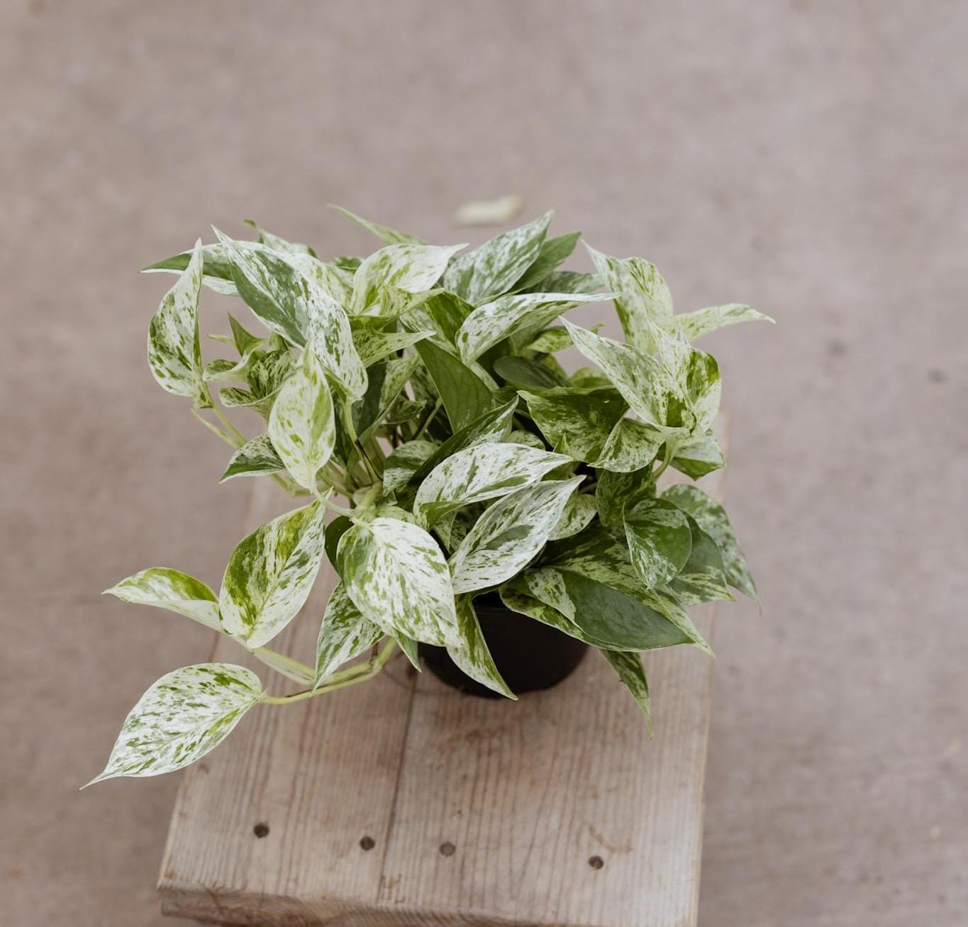 Epipremnum pinnatum variegated - Etsy 日本