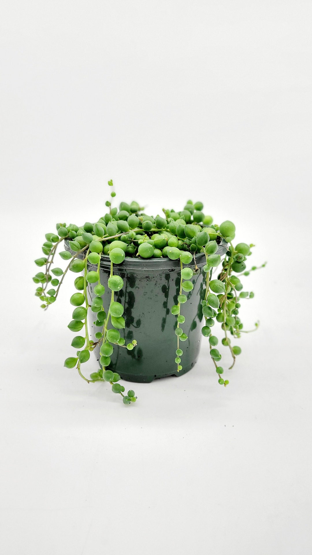 4 String of Pearls Plant Live Hanging Plant for Hanging Basket Indoor