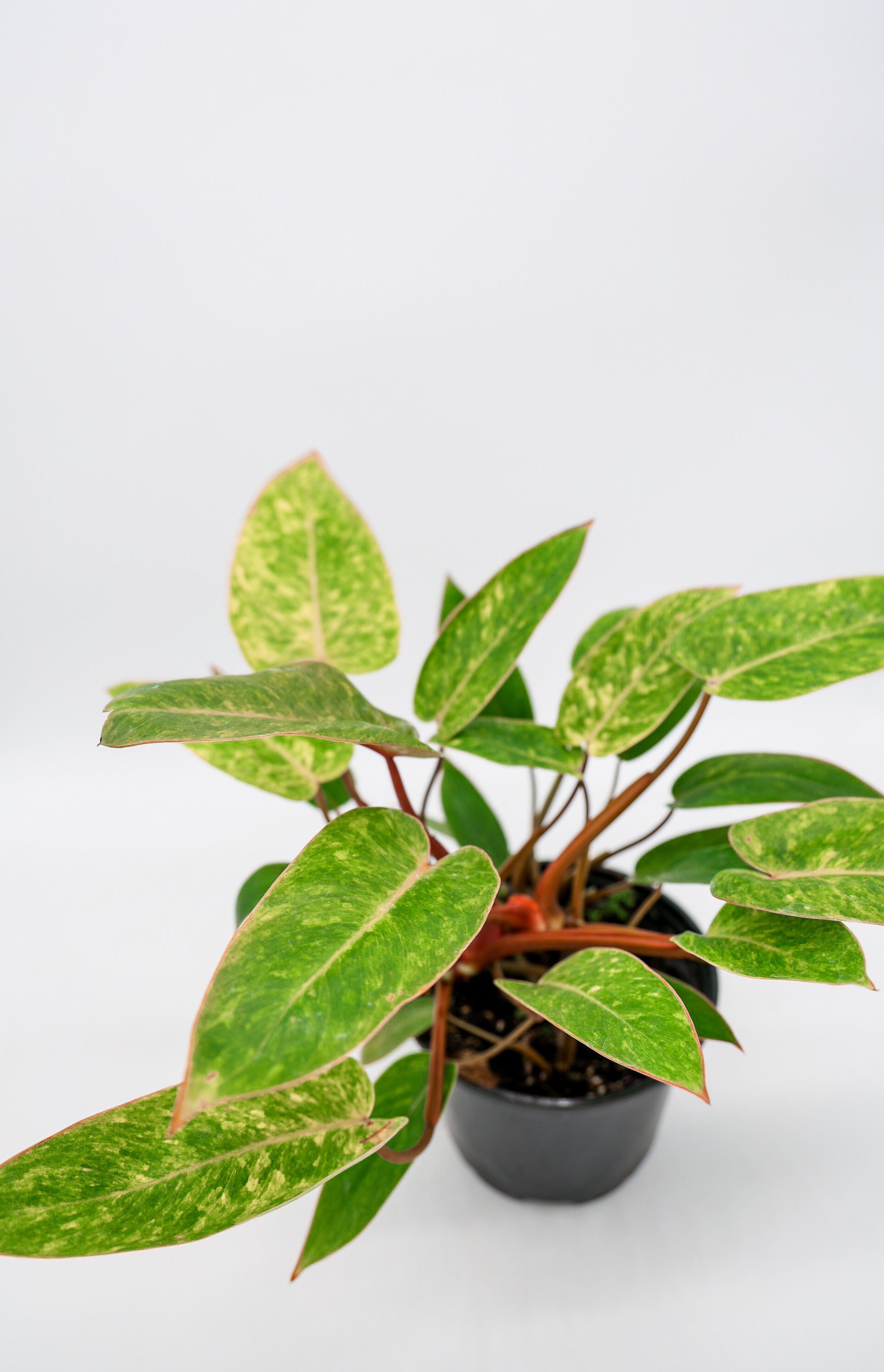 philodendron rojo congo Philodendron Rojo Congo