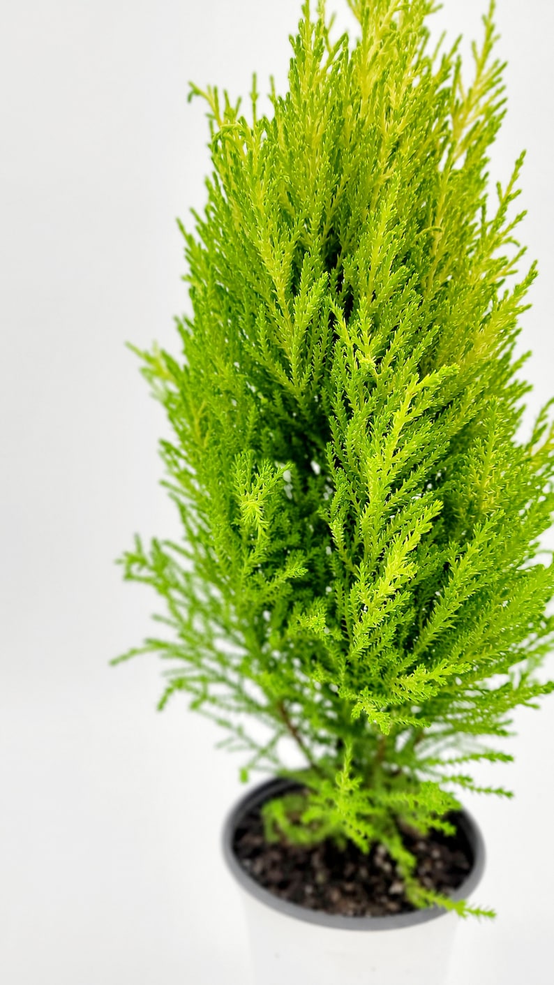 FloralVibesLLC Lemon Cypress Tree - Thumbnail 4