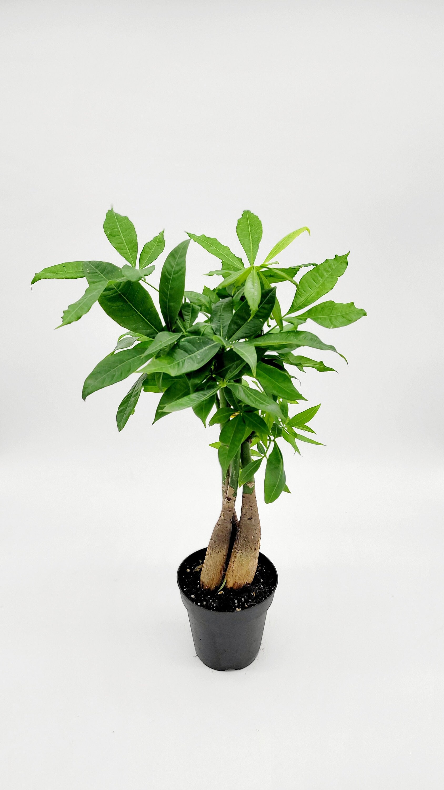 Ramo Di Albero Dei Soldi (Crassula) – Pianta D'appartamento Facile Da Curare – Sempreverde