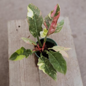 Philodendron ring of fire variegated - Etsy 日本