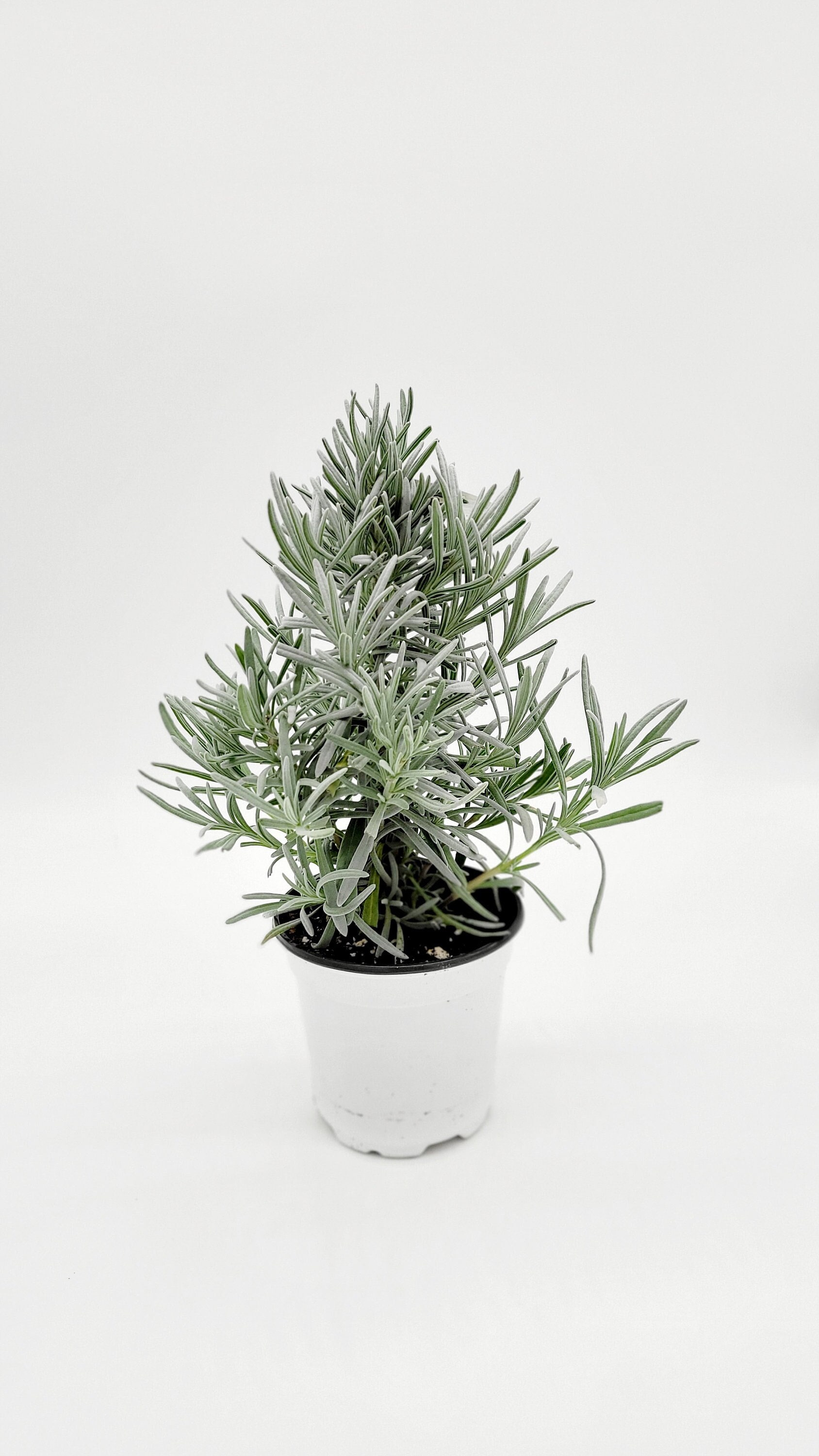 Lavender Live Indoor Plant - Etsy
