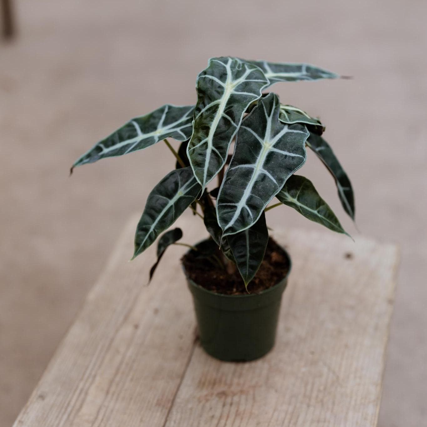 Alocasia Polly Pflanze in 4 "Topf  Afrikanische Maske Lebende  Zimmerpflanze - Etsy.de