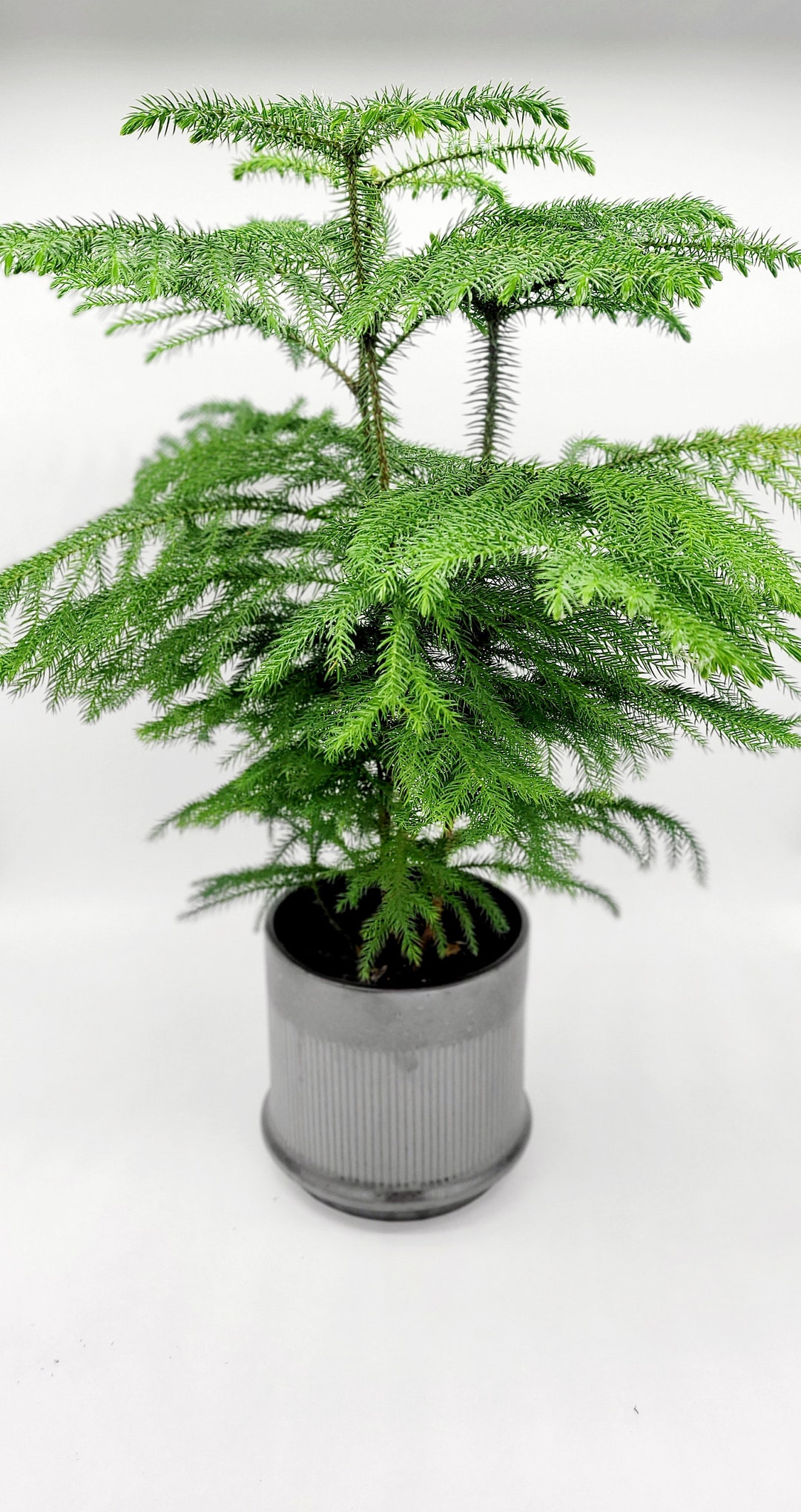 6" Norfolk Island Pine Plant • Mini Pine Tree Houseplant for Decoration ...