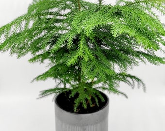 paprika saatgut GREEN MUNDO Saatgut
