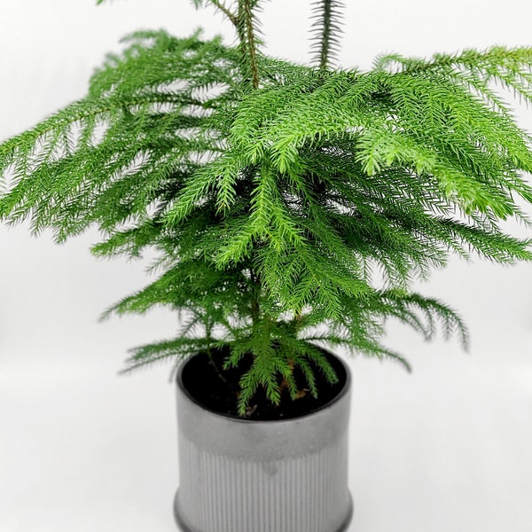 6" Norfolk Island Pine Plant • Mini Pine Tree Houseplant for Decoration • Live Indoor Houseplant for Fall • Plants for Shade