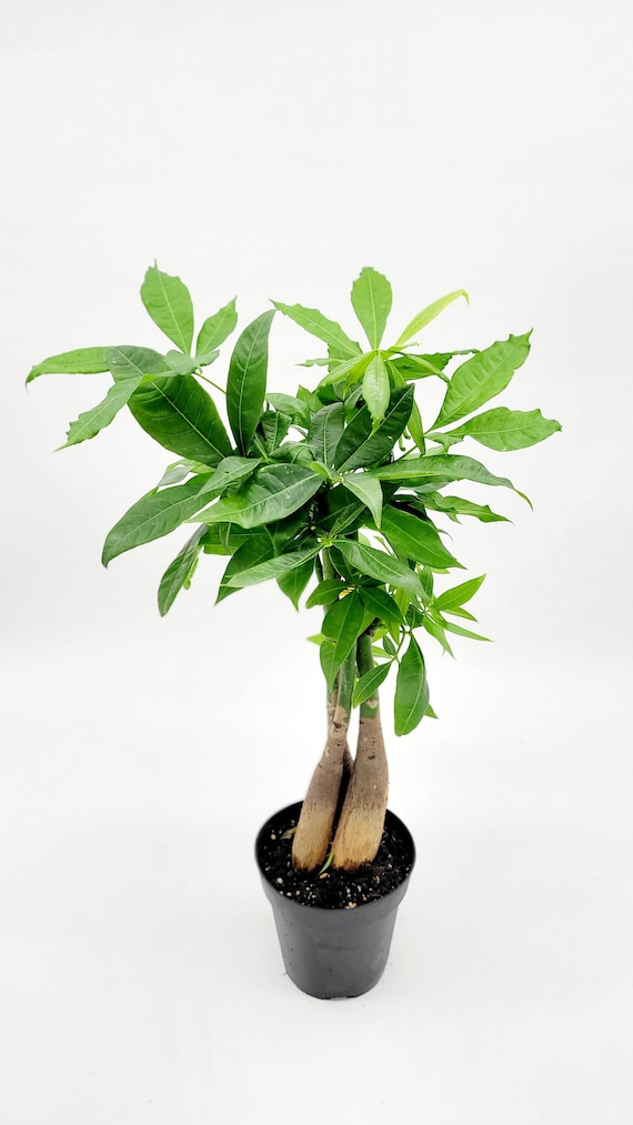 zimmerpflanze aralie pflege Polyscias scutellaria 'Butterfly' – gewellte Aralie main image 0