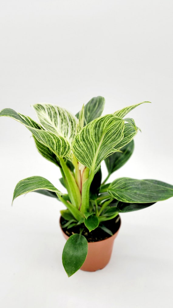 Philodendron Birkin  4 Inch Live Plant, Variegated White Stripes - Etsy  Israel