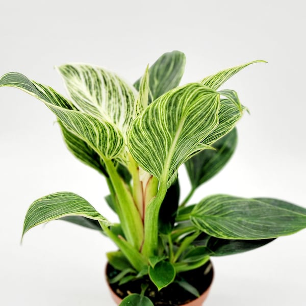 Philodendron Birkin • Variegated White Stripe Leaves • Live Indoor Houseplant • 4 Inch Rare Tropical Plant • Plants for Shade