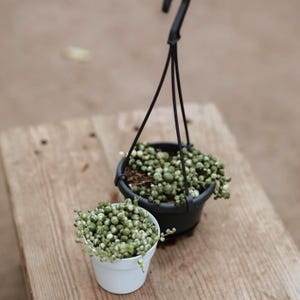 4&quot; Variegated String of Pearls • Live Hanging Plant for Hanging Basket • Indoor House Plant • Hanging Succulent • Drought Tolerant Easy Care