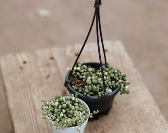 4" Variegated String of Pearls • Live Hanging Plant for Hanging Basket • Indoor House Plant • Hanging Succulent • Drought Tolerant Easy Care