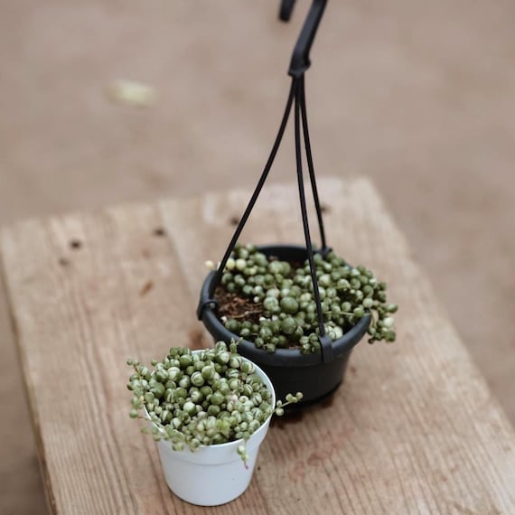 4" Variegated String of Pearls  Live Hanging Plant for Hanging Basket   Indoor House Plant  Hanging Succulent  Drought Tolerant Easy Care - Etsy