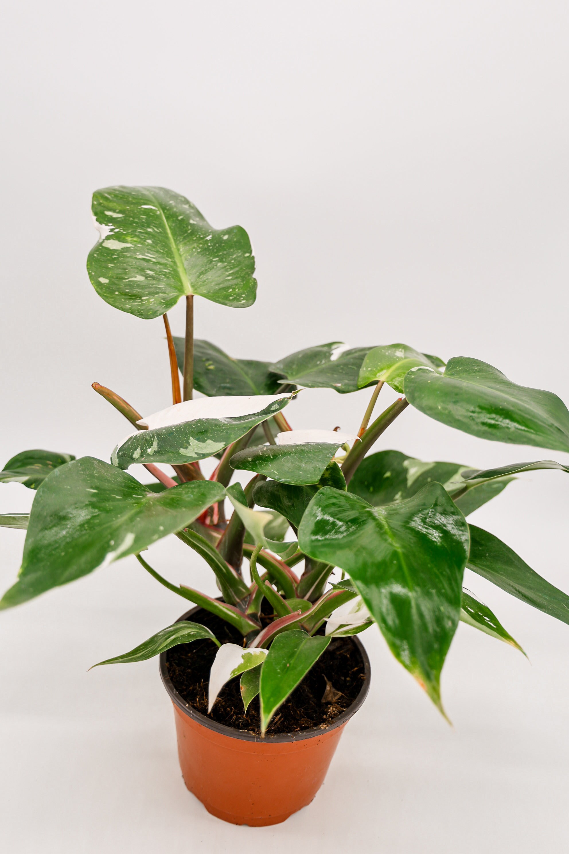 Philodendron White Princess in 6 Inch Pot  RARE Tropical Plant for Plant  Enthusiast  Live Indoor Houseplant  Variegated Live Plants - Etsy