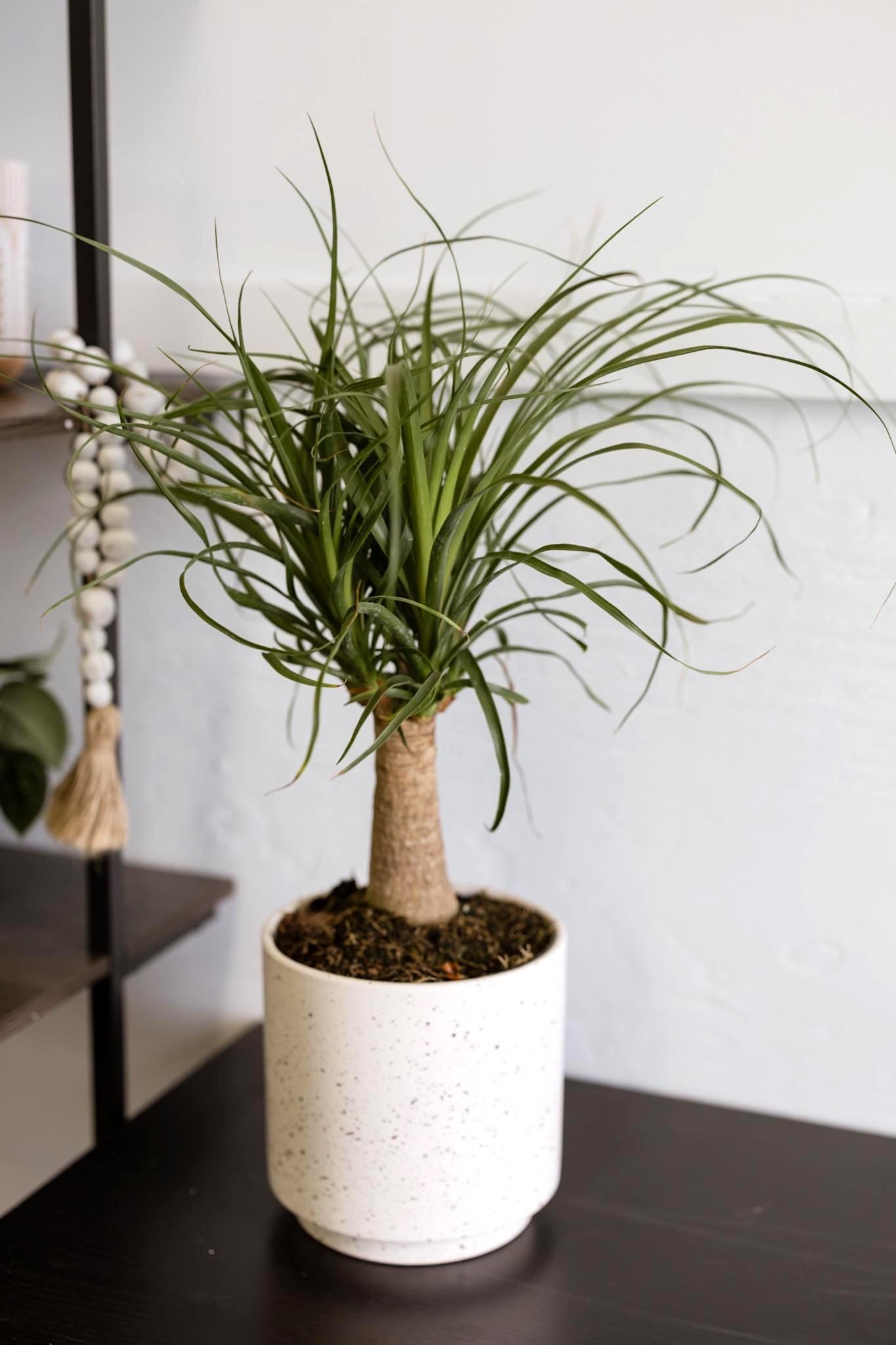 Ponytail Palm Pot - Etsy