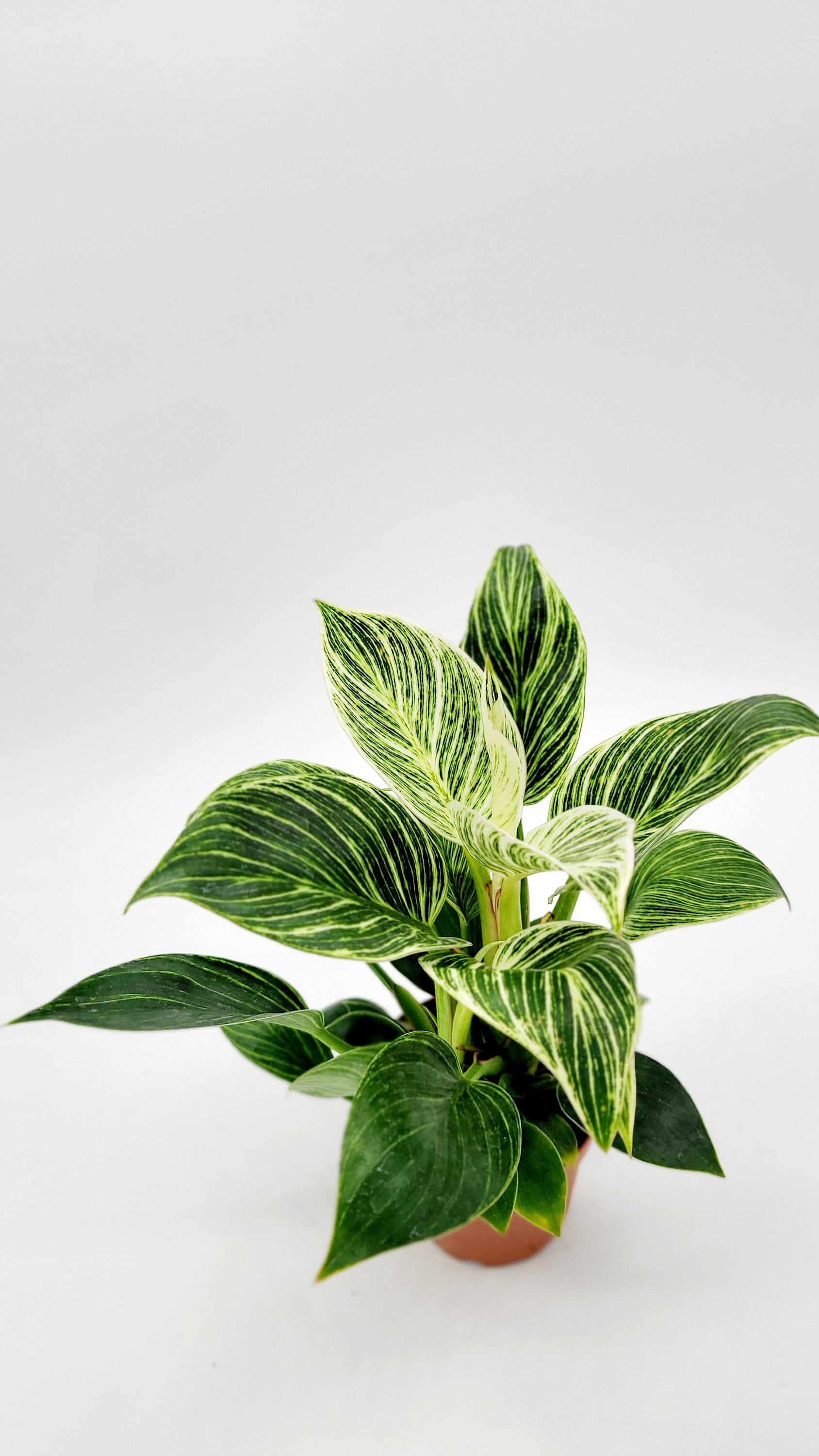 home plants Monstera Deliciosa: Popular Live Plant - (6” Pot) – Easy Plant Care - Low  Maintenance House Plant for Home main image 1