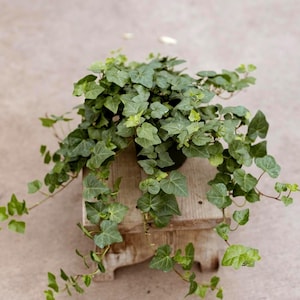 6&quot; groene klimop • Makkelijke plant • Levende kamerplant hangplanten • Wijnstok • Housewarmingcadeau • Volledig bloeiend, klaar voor verzending