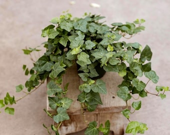 6" Green Ivy Plant • Live Trailing Houseplant • Housewarming Gift
