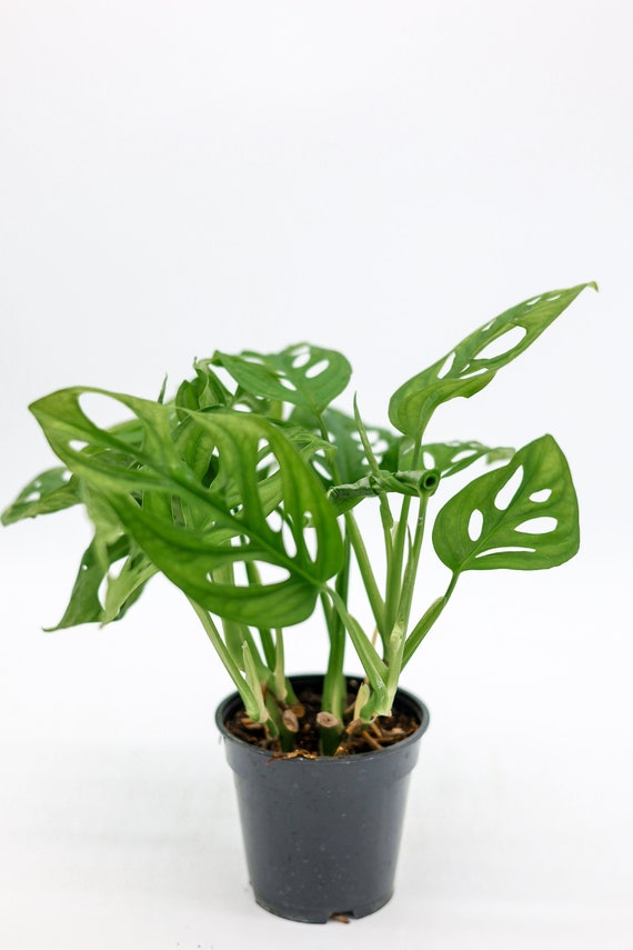 philodendron silver sword kaufen Philodendron 'Silver Sword' Kokedama