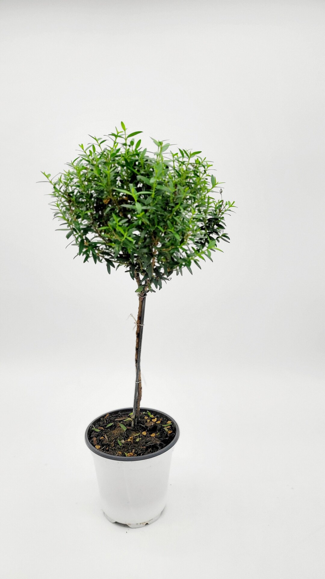 Myrtle Topiary Tree Live Bonsai Tree Houseplant for Christmas