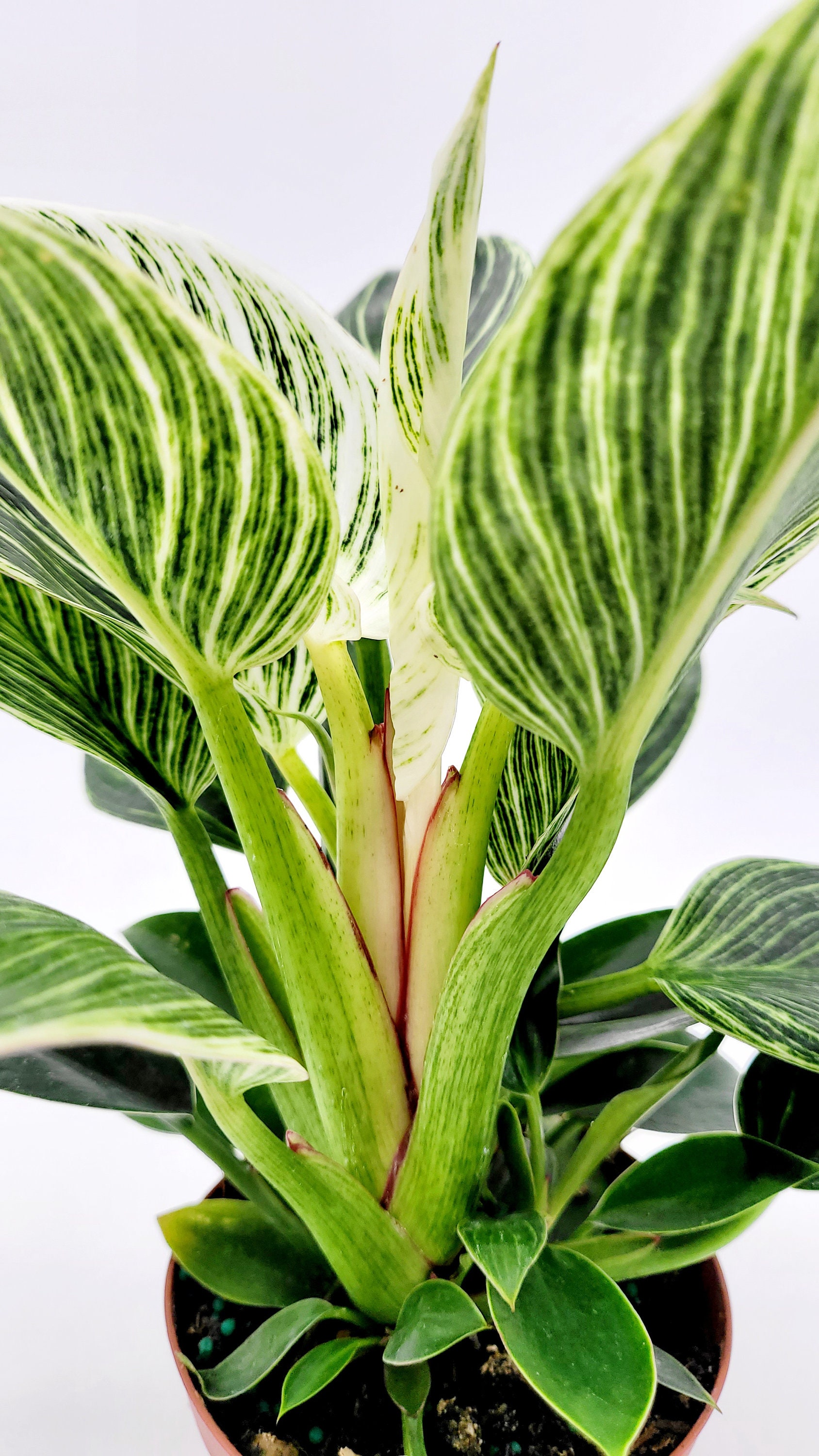 smart plant Smart Planter – esupply main image 1