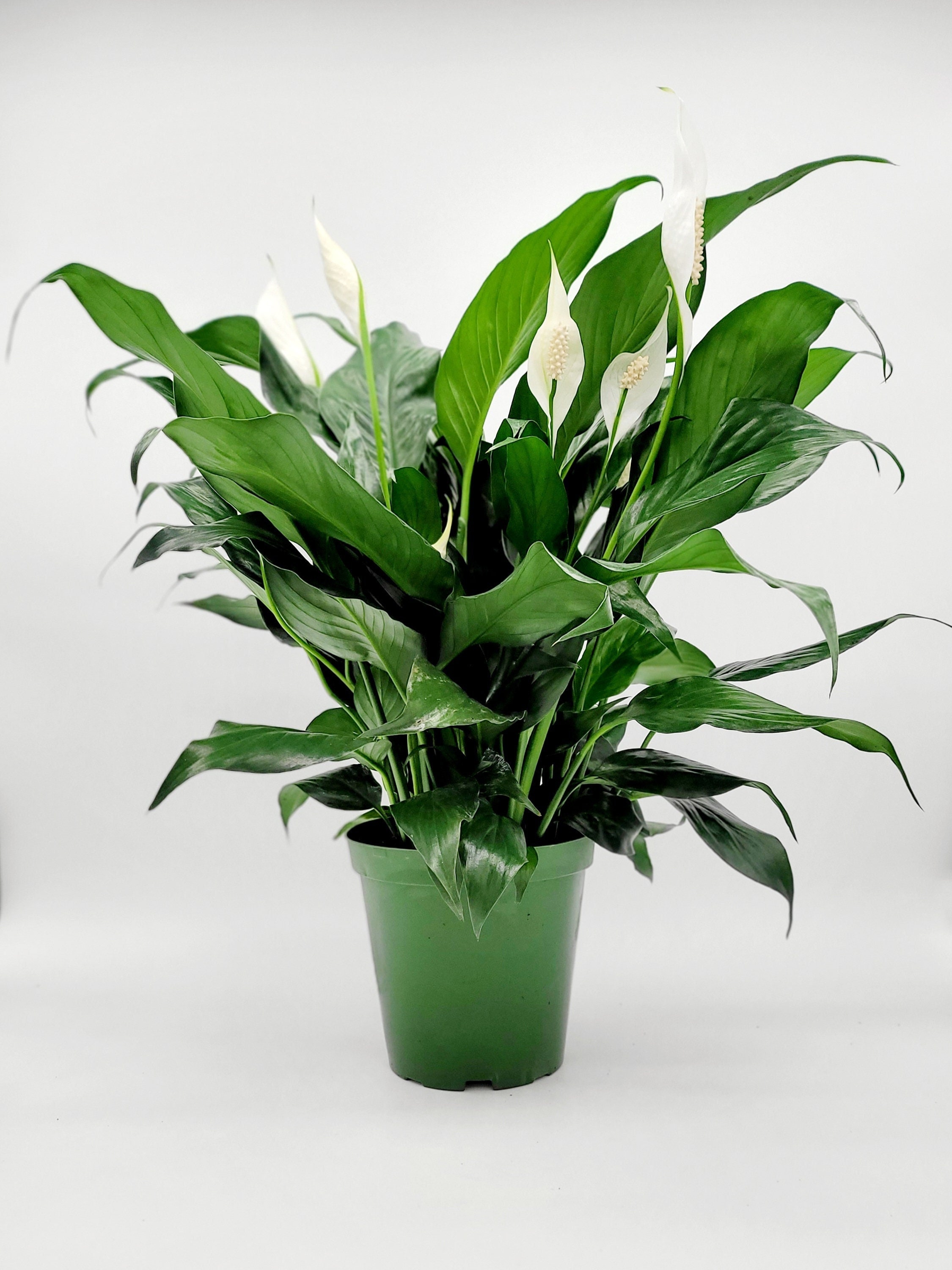 Lírio da paz Spathiphyllum de 6" • Presente de simpatia • Plantas vivas para casa • Planta perene para casa com flores em vaso de 6 polegadas • Planta fácil com pouca luz