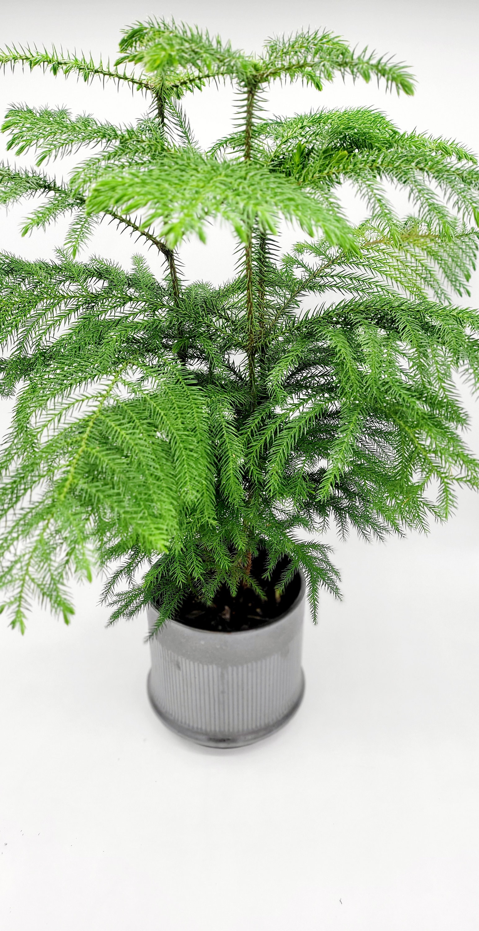 Mini Norfolk Island Pine  6" Live Houseplant  Small Pine Tree  Live  Plants for Home or Office  Evergreen Plant - Etsy