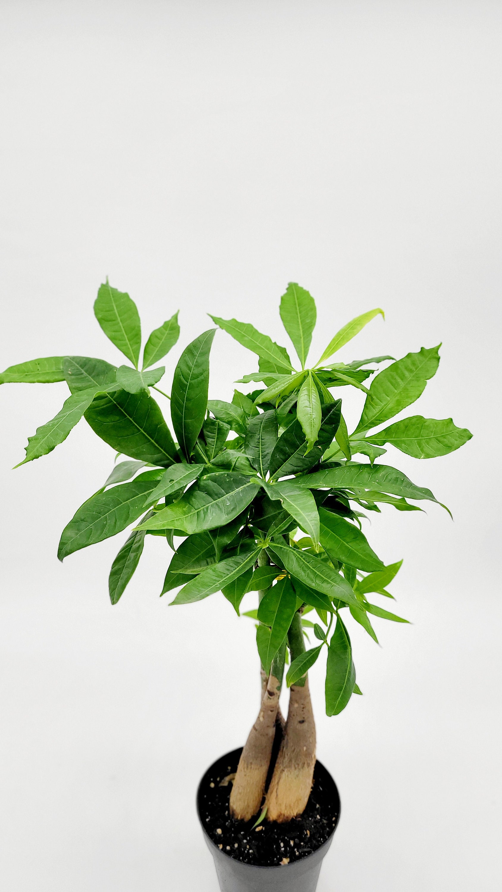 4.5インチの生きた編み込み金のなる木 • パキラ・アクアティカ • 盆栽