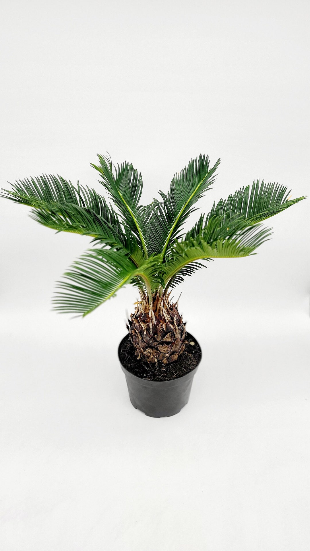 6 King Sago Palm Live Plant in 6 Inch Pot Live Tree Cycas Revoluta Rare
