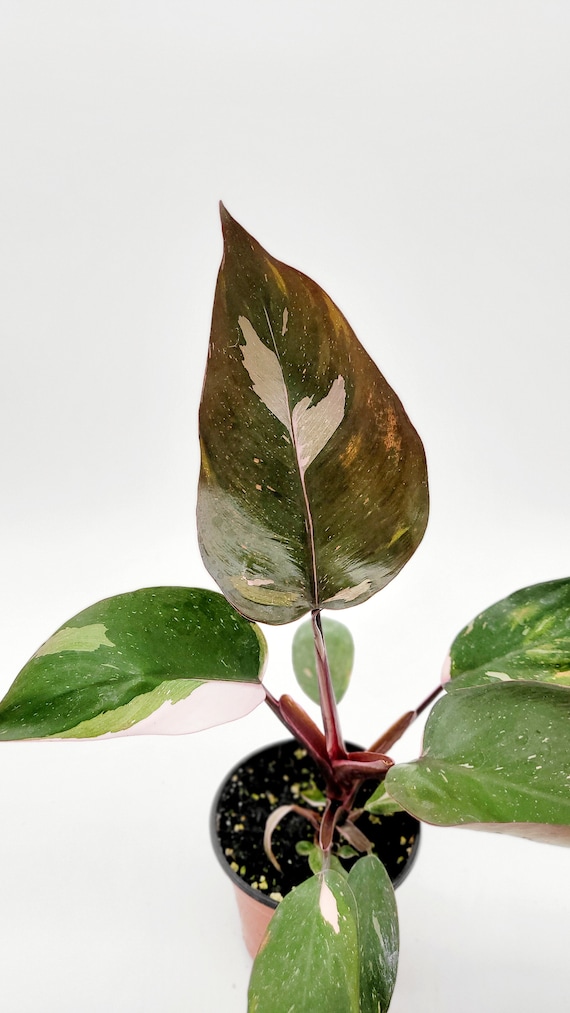Rosa Prinzessin Philodendron  Seltene Tropische Zimmerpflanze im 10cm Topf  - Etsy Schweiz