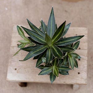 6&quot; Agave Live Plant • Large Live Succulent • Indoor House Plant • Drought Tolerant Easy Care • Succulent Gift for Plant Lover • Garden Plant