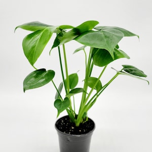 Puede incluir: Una pequeña planta en maceta con hojas verdes en una maceta de plástico negra. La planta es una Monstera adansonii, también conocida como planta de queso suizo.