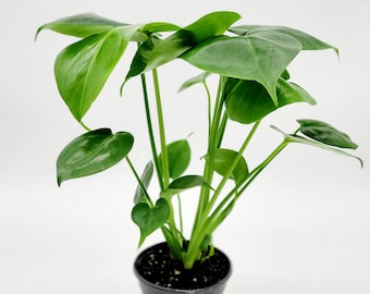 4" Monstera Deliciosa Split Leaf Philodendron • Live House Plant • Rare Indoor Tropical House Plant • Desk Plant • Swiss Cheese Plant
