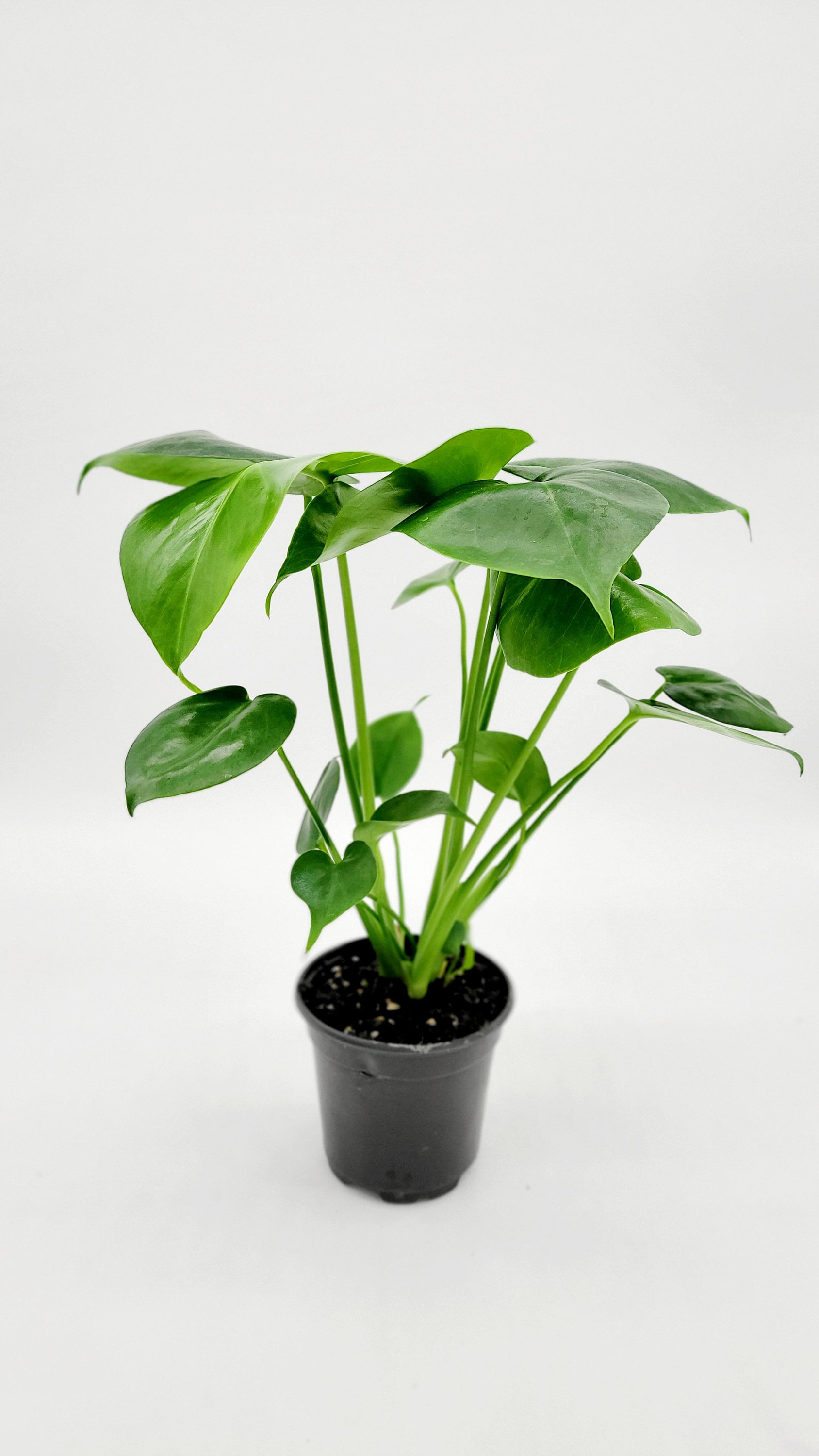 4" Monstera Deliciosa Split Leaf Philodendron • Żywa roślina domowa • Rzadka tropikalna roślina domowa • Roślina biurkowa • Roślina sera szwajcarskiego