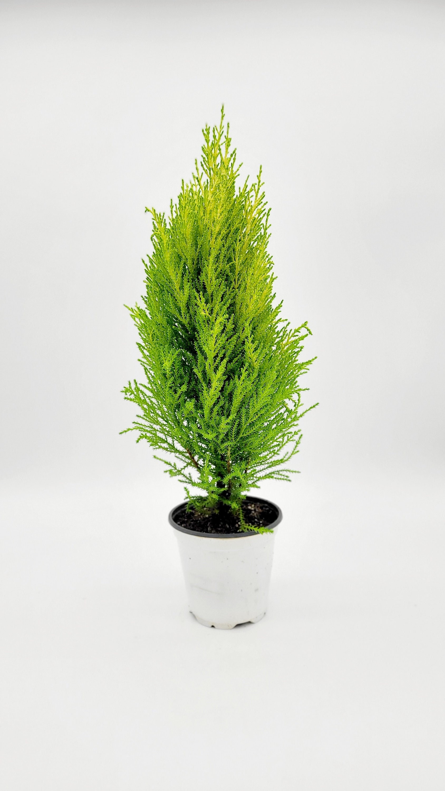 Lemon Cypress Tree Plant • Mini Tree Houseplant for Indoor/Outdoor Decoration • Live Indoor Houseplant • Lemon Pine Tree in 4.5" Planter Pot