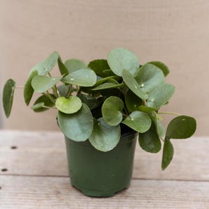 Planta de compartir Pilea de 4" • Pilea Peperomioides • Planta de dinero china • Planta de interior viva • Planta de peperomia de 4 pulgadas • Planta de panqueque