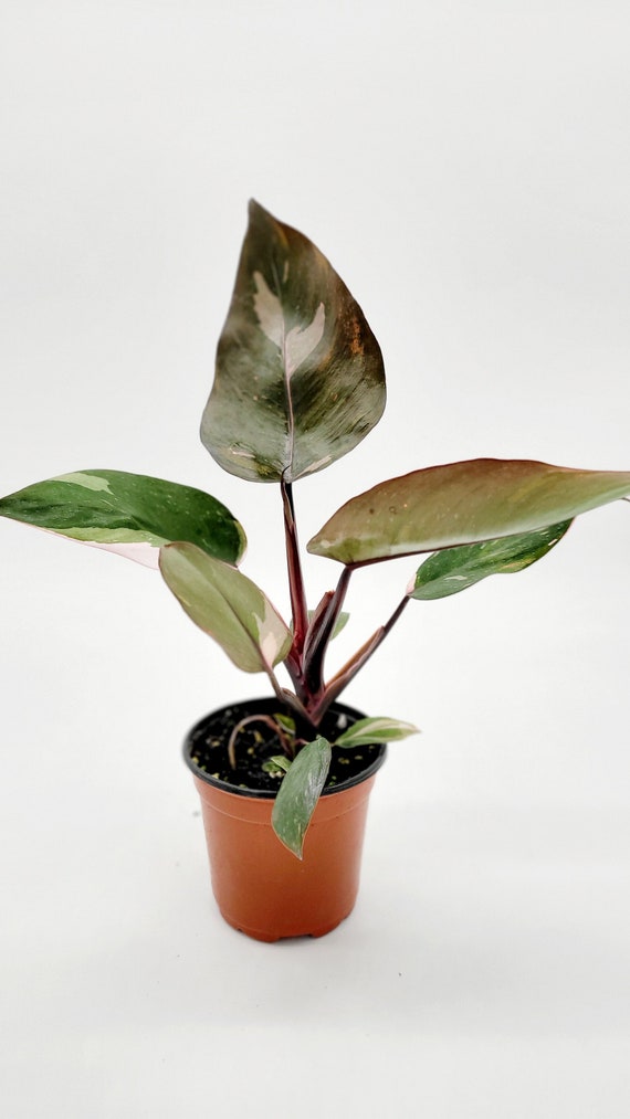 Rosa Prinzessin Philodendron  Seltene Tropische Zimmerpflanze im 10cm Topf  - Etsy.de
