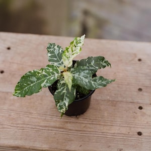 4&quot; Ficus Aspera Clown Fig Plant • Large Leaves Houseplant in 4 Inch Pot • Easy Plant Ready to Ship • Live Indoor Houseplant • Housewarming