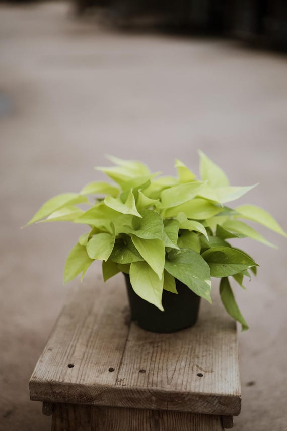 6" Neon Pothos  Epipremnum Pinnatum Live Plant  Easy Plant  Trailing  Plants  Vine Plant  Tropical Climbing House Plant - Etsy