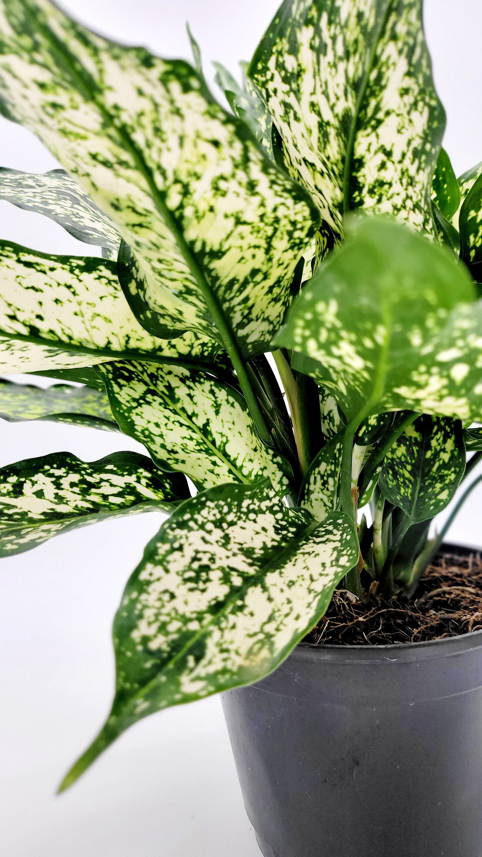 Aglaonema Spring Snow • Live Variegated Indoor Plant (6 Inch Pot) - Etsy