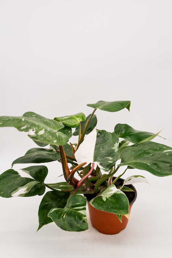 Philodendron White Princess in 6 Inch Pot  RARE Tropical Plant for Plant  Enthusiast  Live Indoor Houseplant  Variegated Live Plants - Etsy