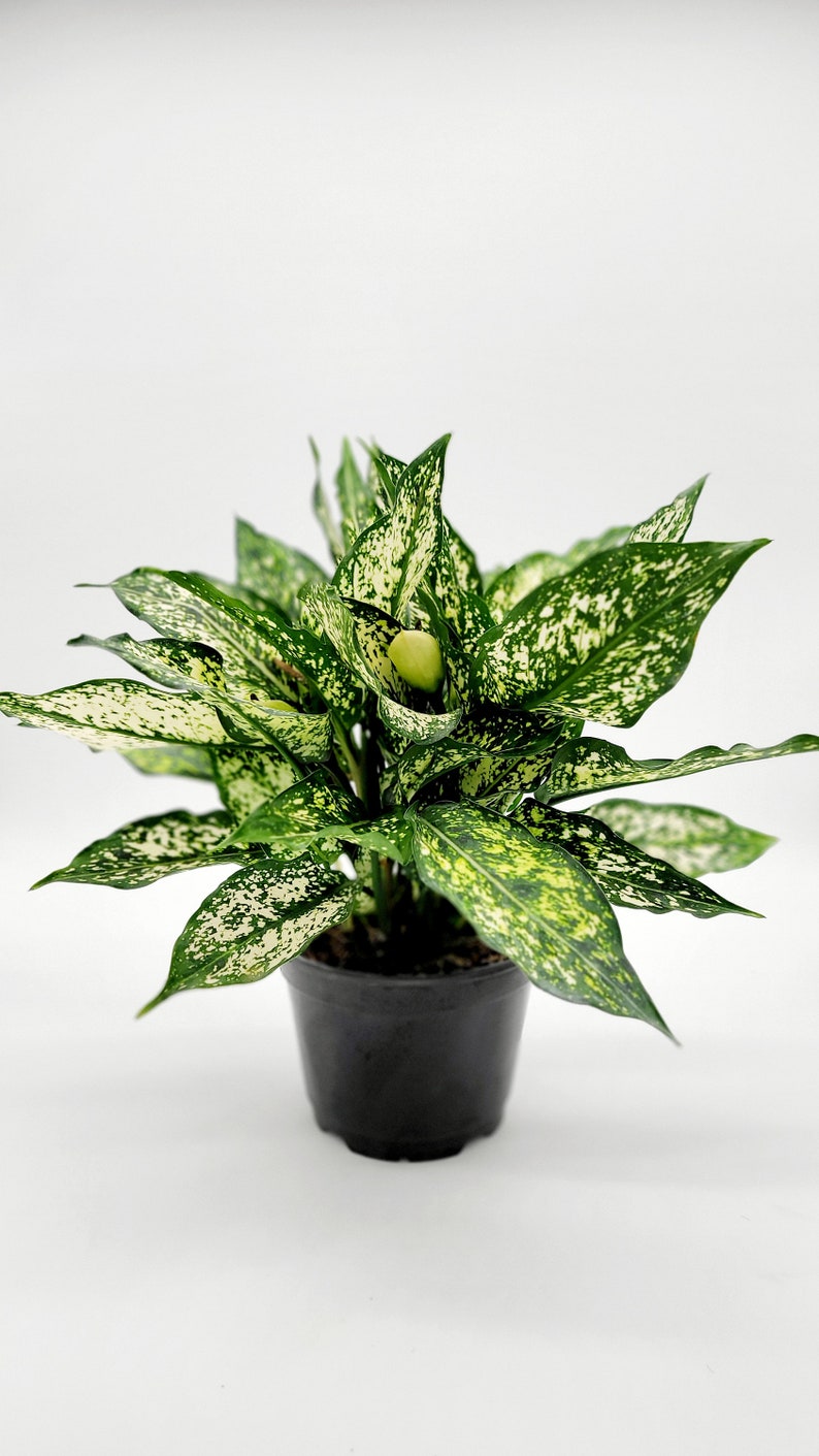 Aglaonema Spring Snow • Live Variegated Indoor Plant (6 Inch Pot) - Etsy