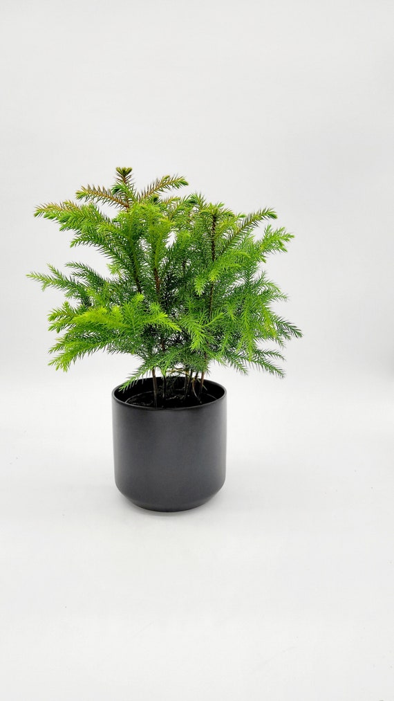 4 "Norfolk Island Kiefernpflanze  Tropische Lebende Zimmerpflanze   Immergrne Pflanze fr Zuhause  Mini Kiefernbaum Lebende Pflanze - Etsy  sterreich