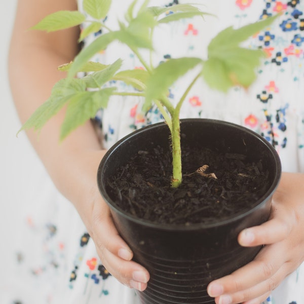 Live Raspberry Starter Plant - Double Gold Raspberry