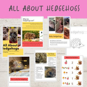 All about Hedgehogs Ebook, Children's Book, Hedgehogs Book, Key Stage One, Kids activity book