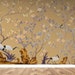 Brown Chinoiserie Wallpaper Background Wall Mural Peel and - Etsy