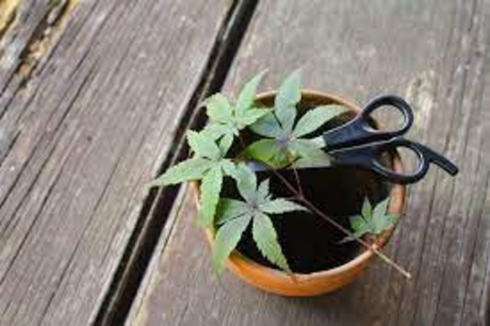 10 Red Maple Tree Cuttings Propagate or Bonsai Today Etsy