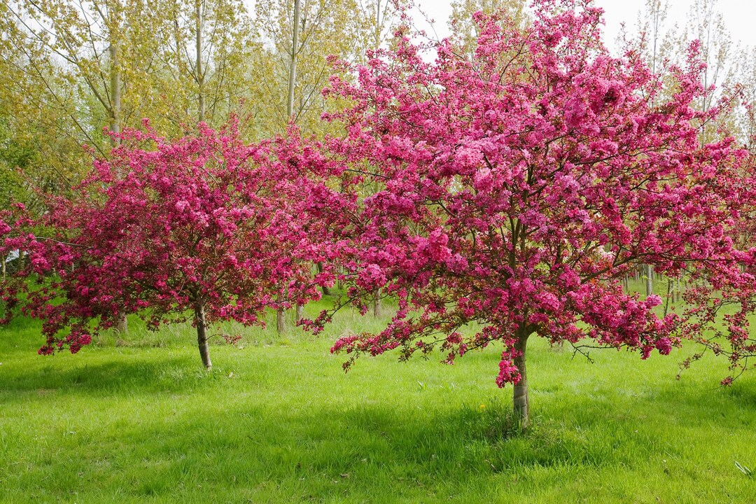 Praire Fire Pink Crabapple: 5 Live Cuttings Beautiful Species - Etsy