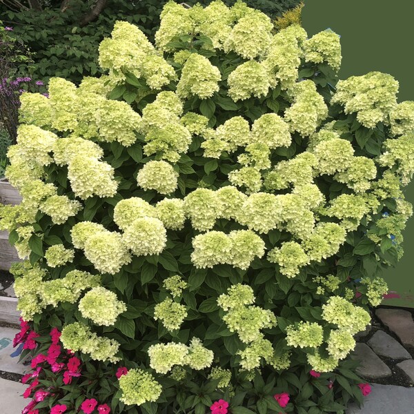 Hydrangea Cuttings Etsy