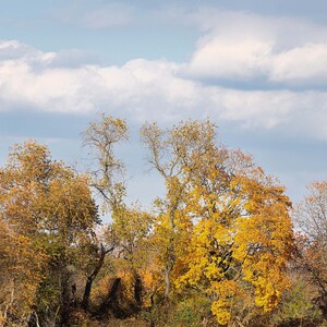 May include: A group of trees with yellow and orange leaves against a blue sky with white clouds.